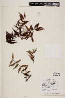 Myrcia sylvatica image