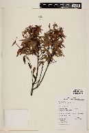 Myrcia sylvatica image