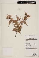 Myrcia sylvatica image