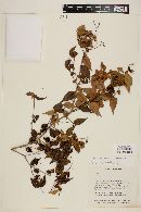 Myrcia sylvatica image