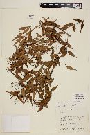 Myrcia sylvatica image