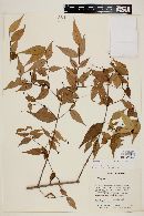 Myrcia sylvatica image
