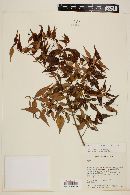 Myrcia sylvatica image