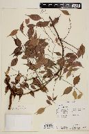 Myrcia sylvatica image