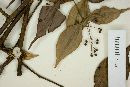 Myrcia sylvatica image