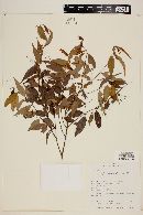 Myrcia sylvatica image