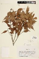 Myrcia sylvatica image