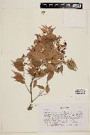 Myrcia sylvatica image