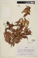 Myrcia sylvatica image
