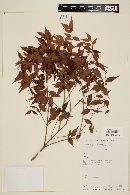 Myrcia sylvatica image