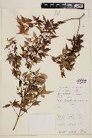 Myrcia sylvatica image