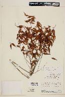 Myrcia sylvatica image