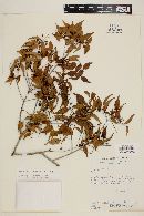 Myrcia sylvatica image