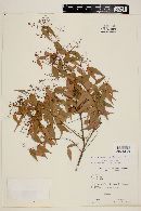 Myrcia sylvatica image