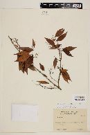 Myrcia sylvatica image