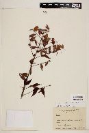 Myrcia sylvatica image