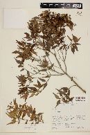 Myrcia sylvatica image