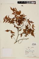 Myrcia sylvatica image