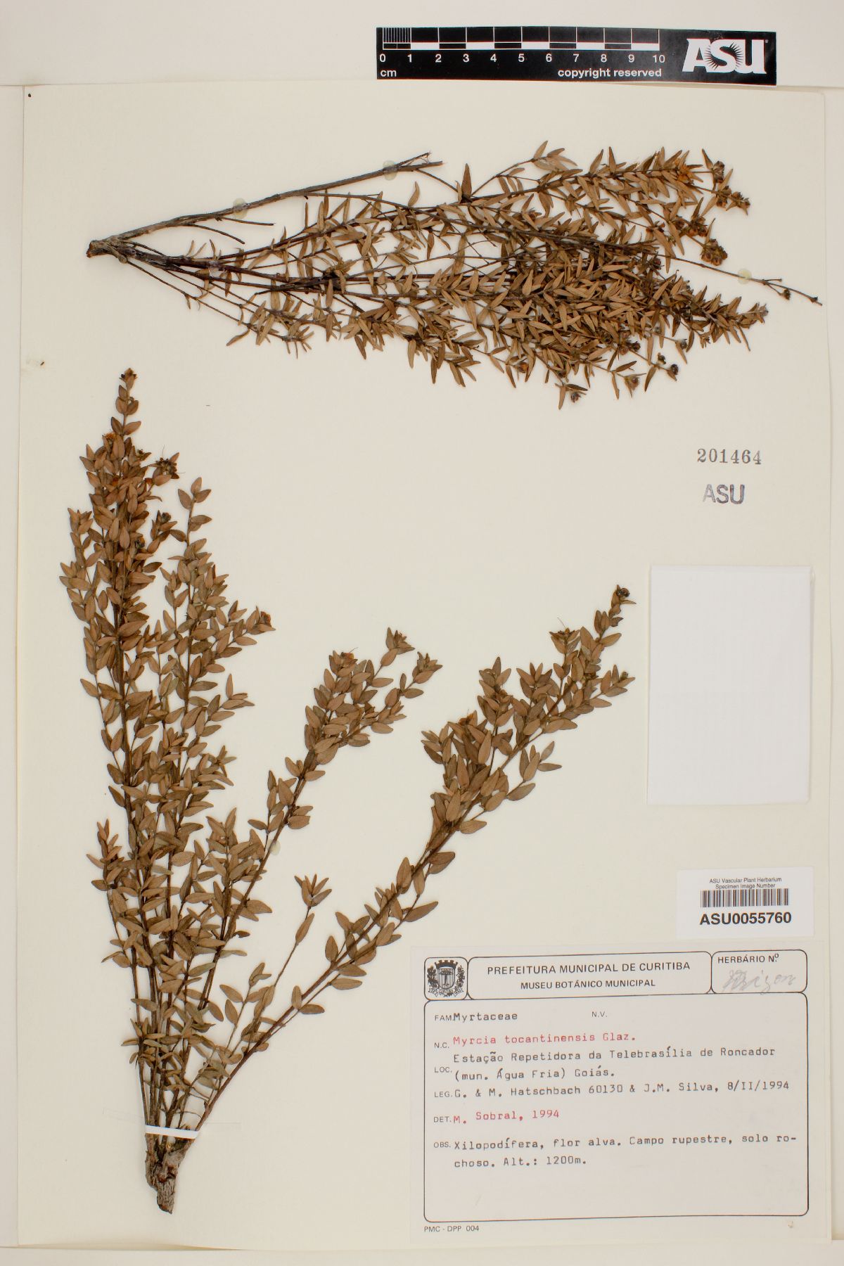Myrcia tocantinensis image