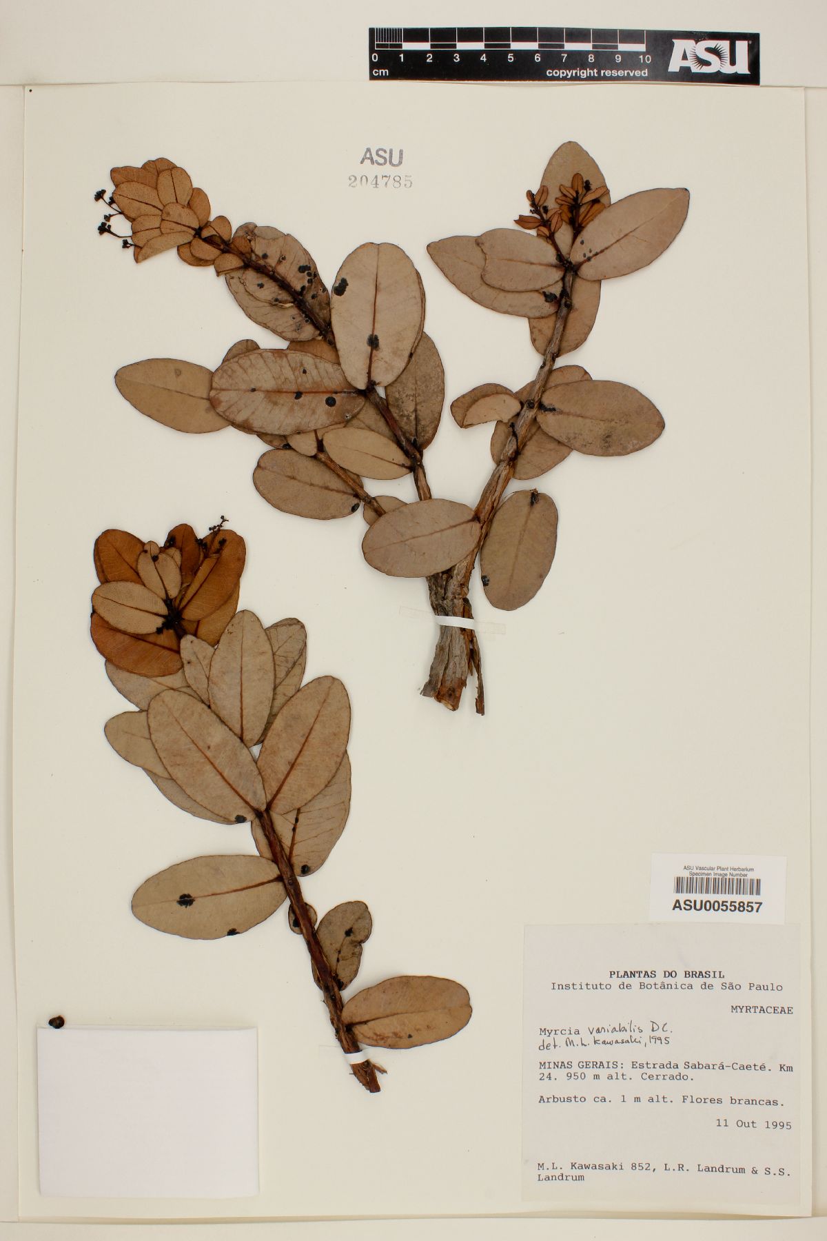 Myrcia variabilis image
