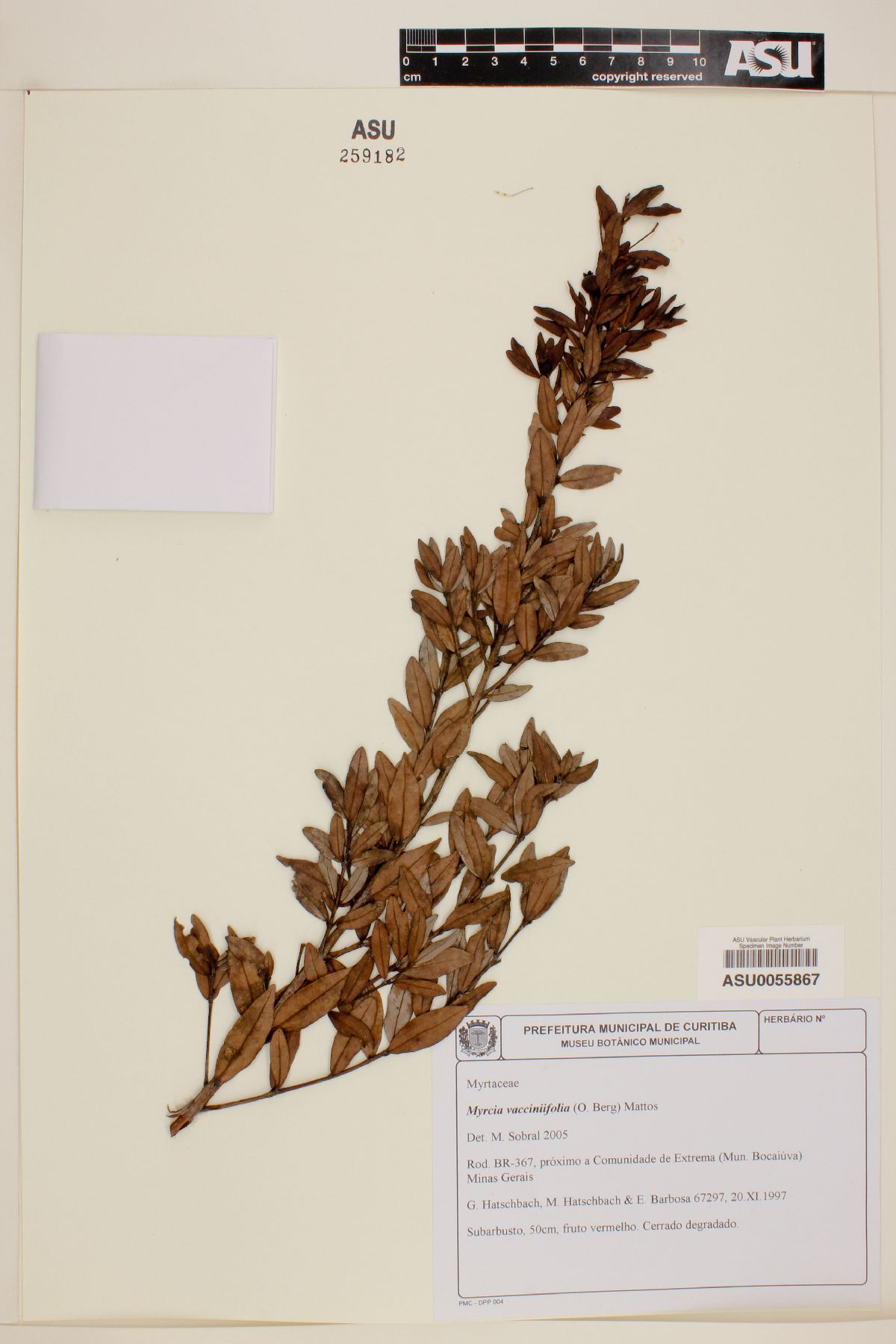 Myrcia vacciniifolia image