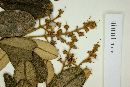 Myrcia venulosa image