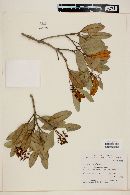 Myrcia venulosa image