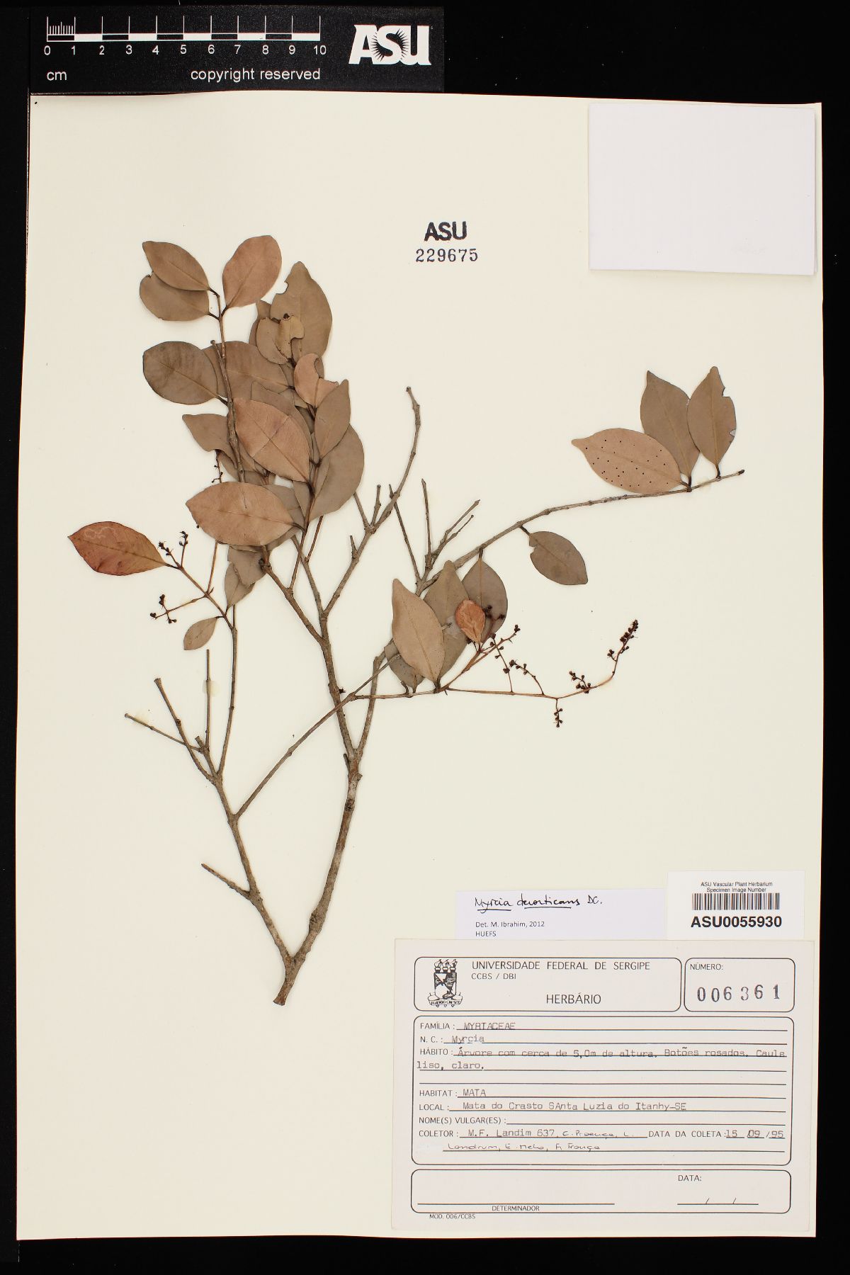 Myrcia decorticans image
