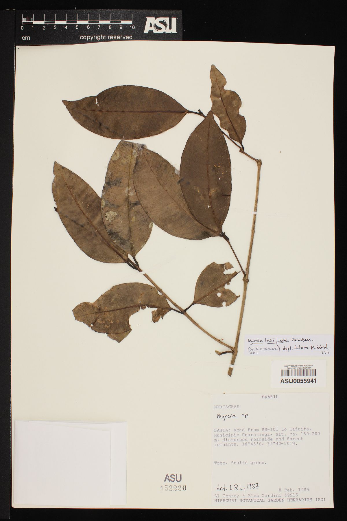 Myrcia laxiflora image