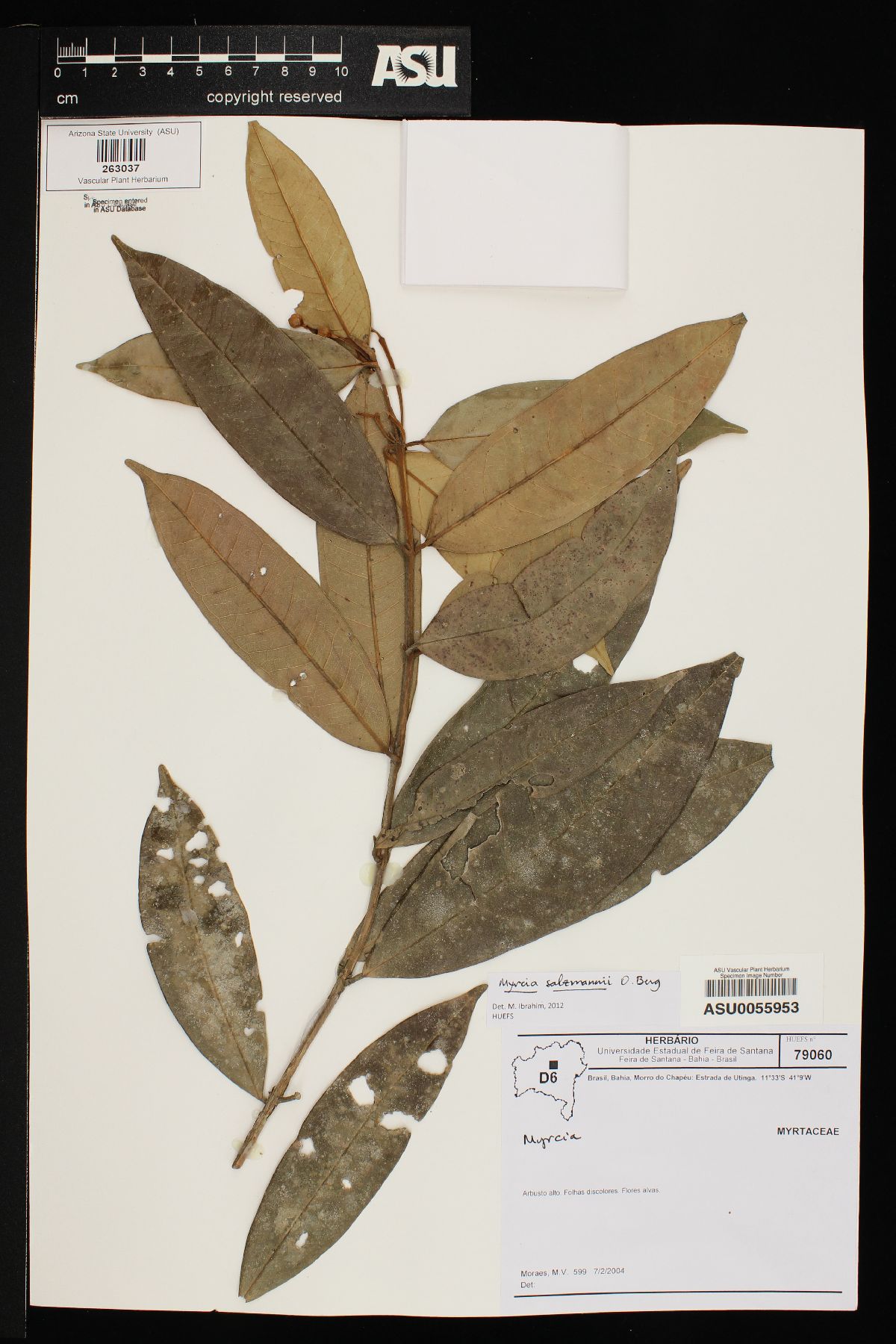 Myrcia salzmanni image