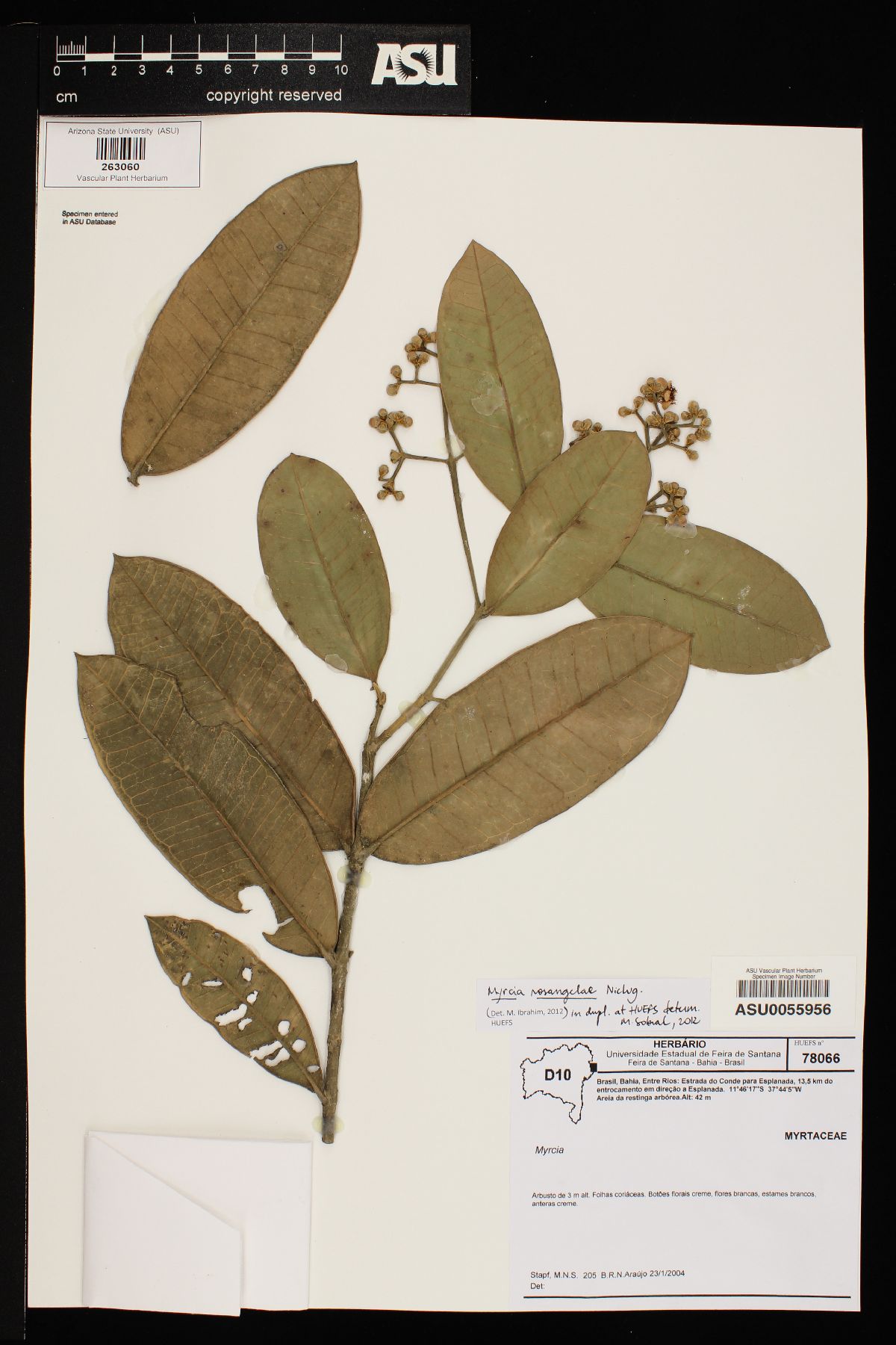 Myrcia rosangelae image