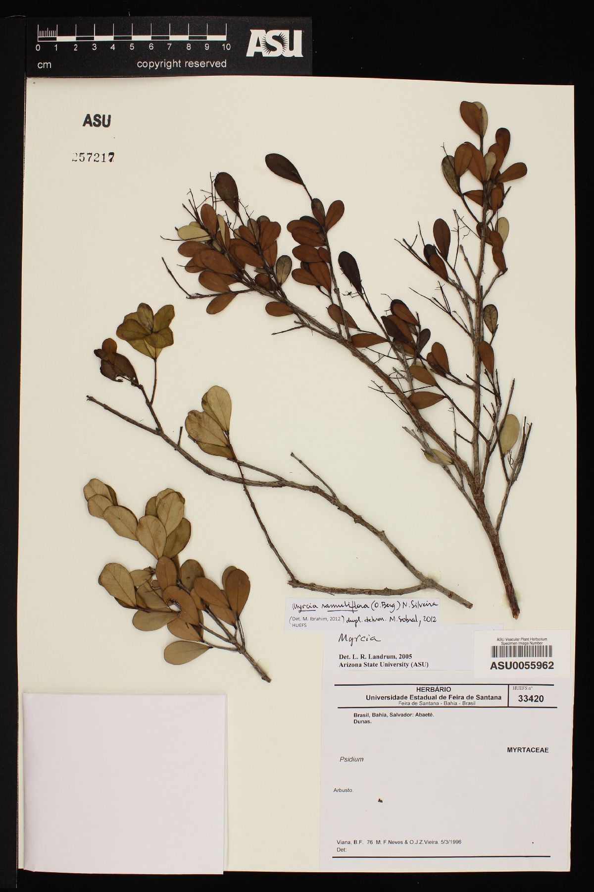 Myrcia ramuliflora image