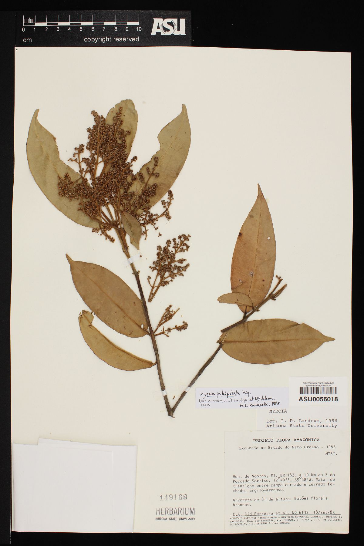 Myrcia pubipetala image