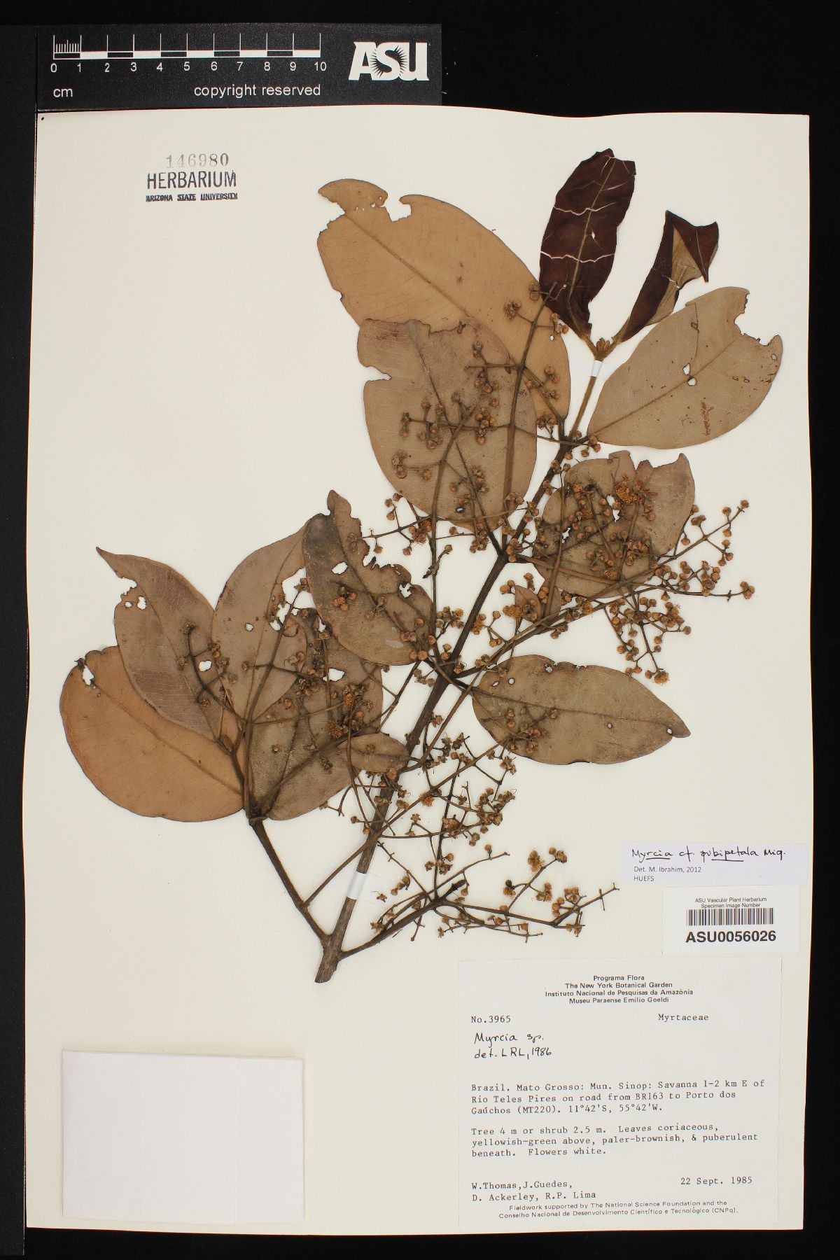 Myrcia pubipetala image