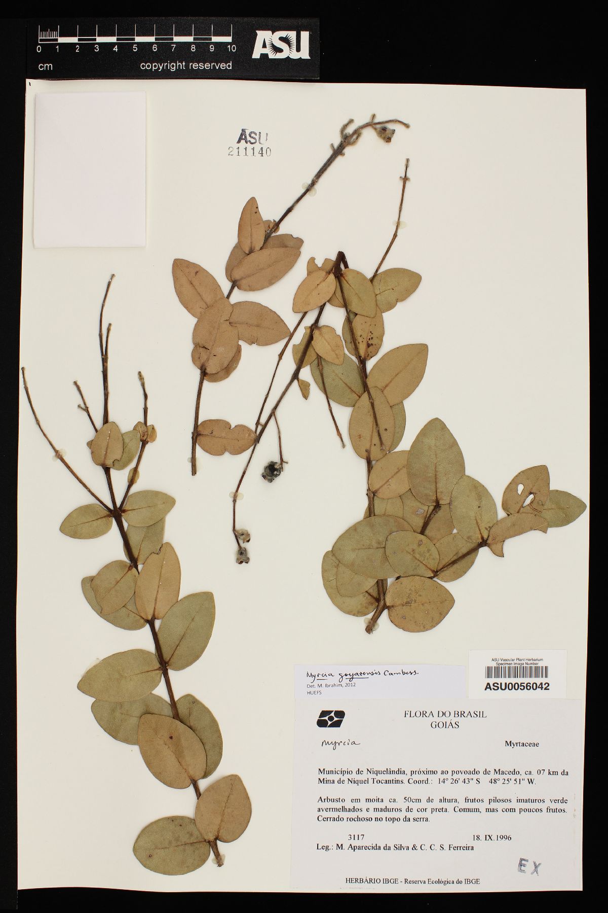 Myrcia goyazensis image