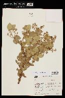 Myrcia goyazensis image