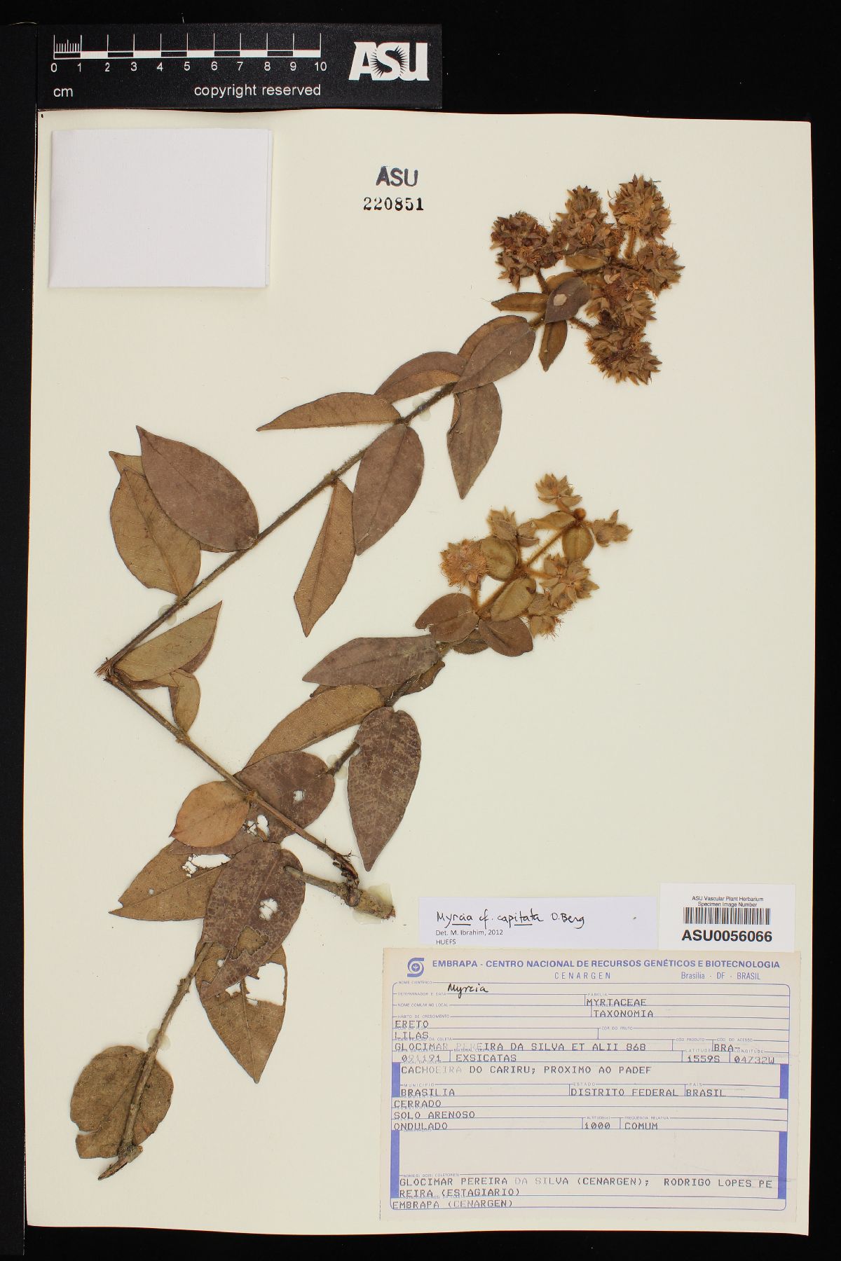 Myrcia capitata image