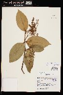 Myrcia splendens image