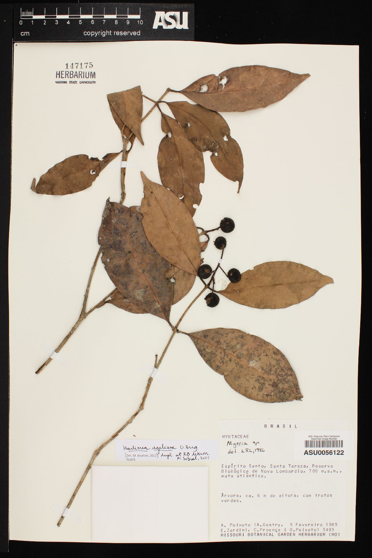 Marlierea regeliana image