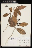 Image of Marlierea regeliana