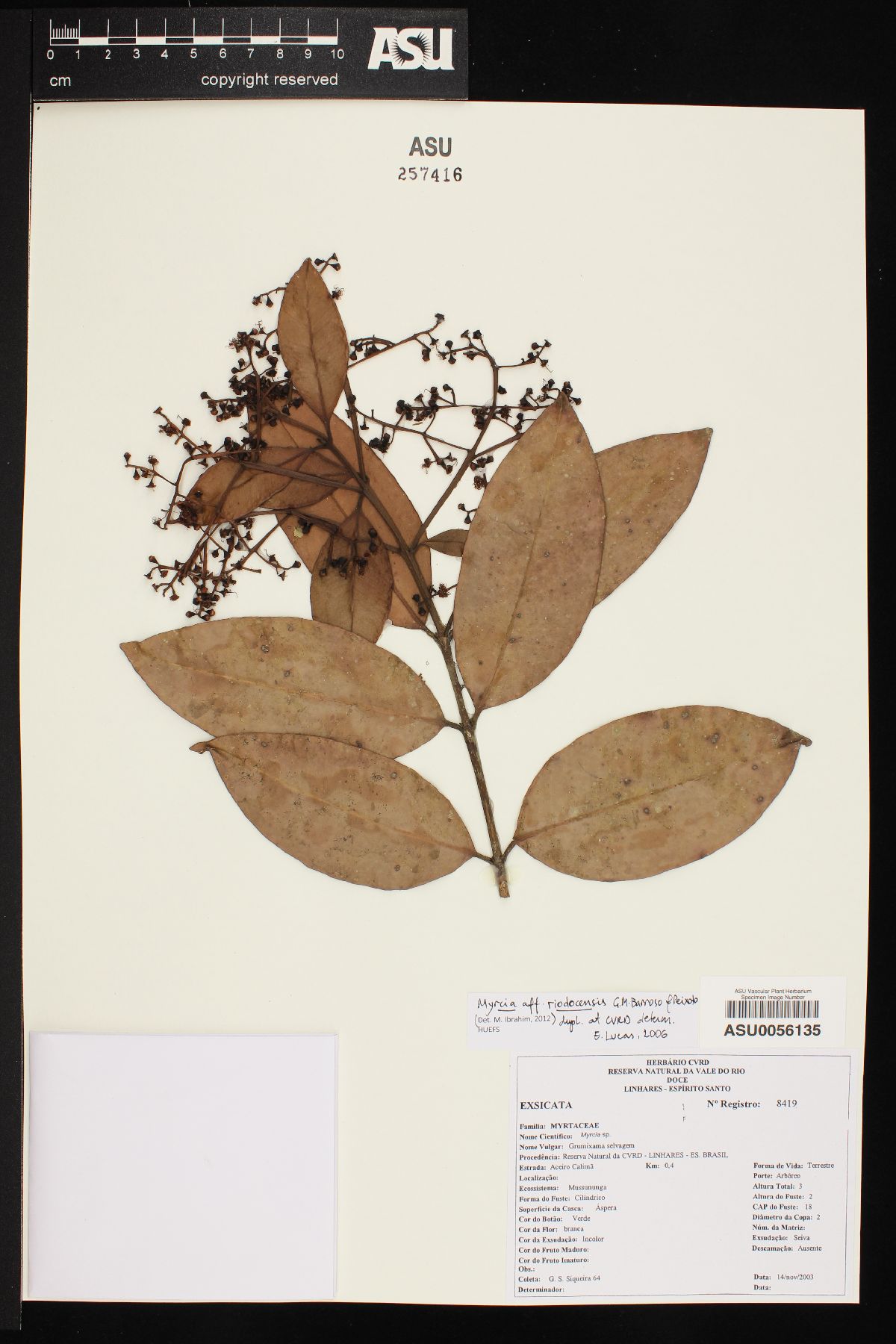 Myrcia riodocensis image