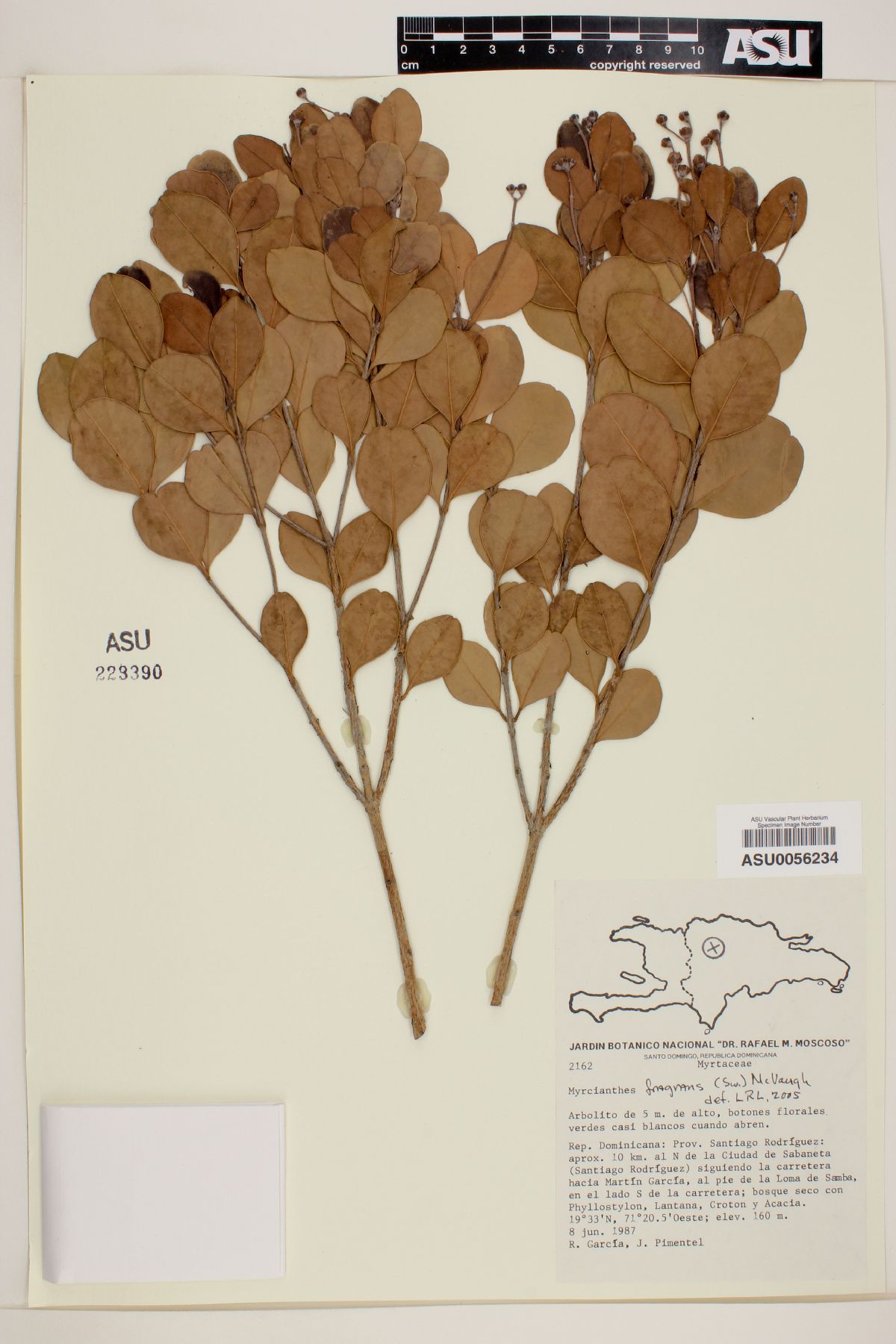 Myrcianthes fragrans image