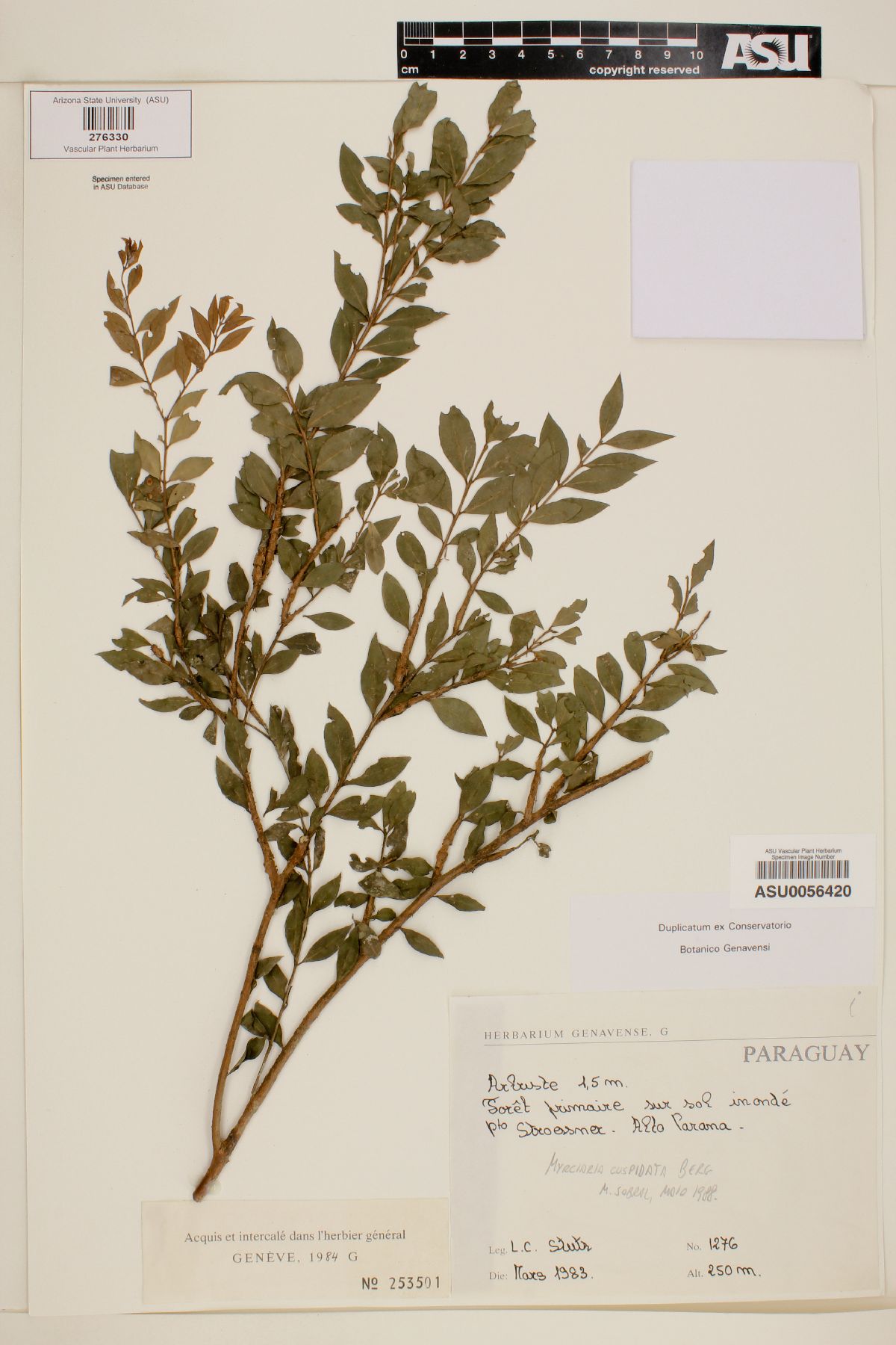 Myrciaria cuspidata image