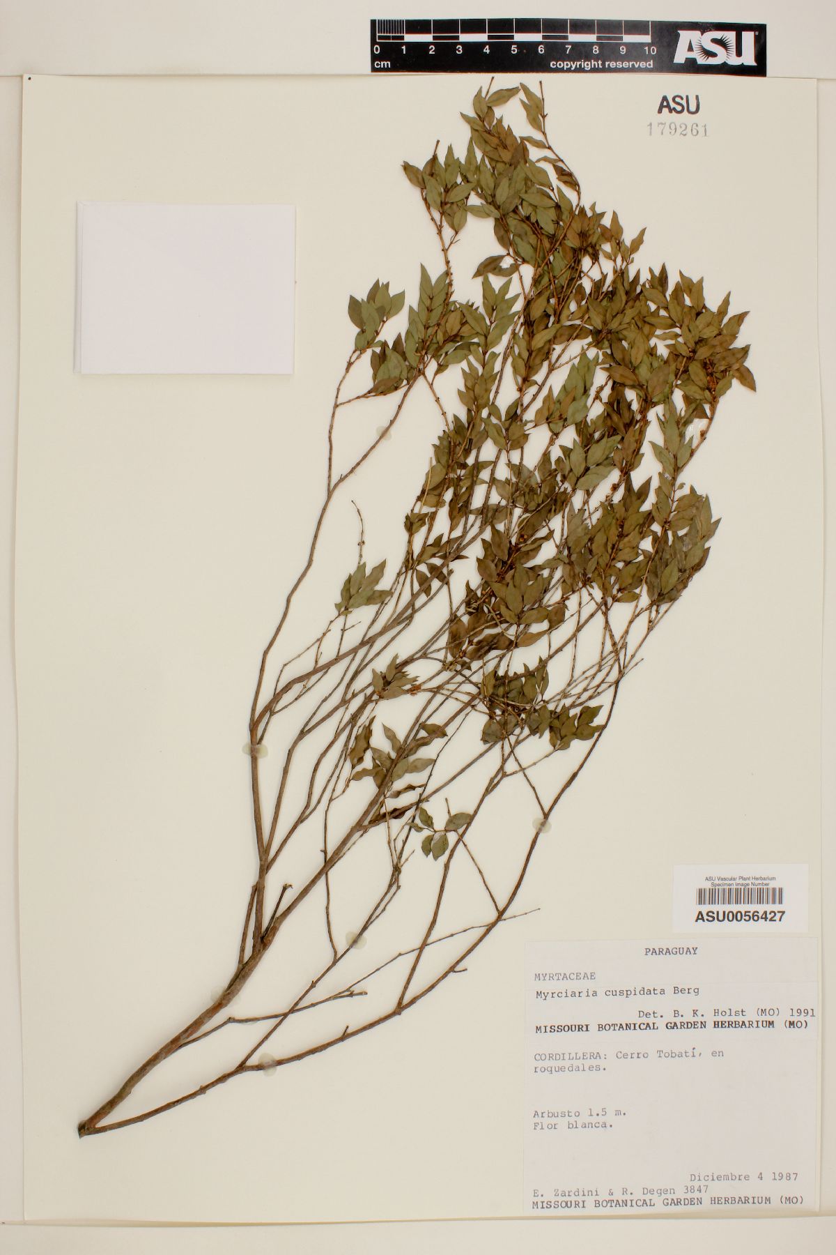 Myrciaria cuspidata image