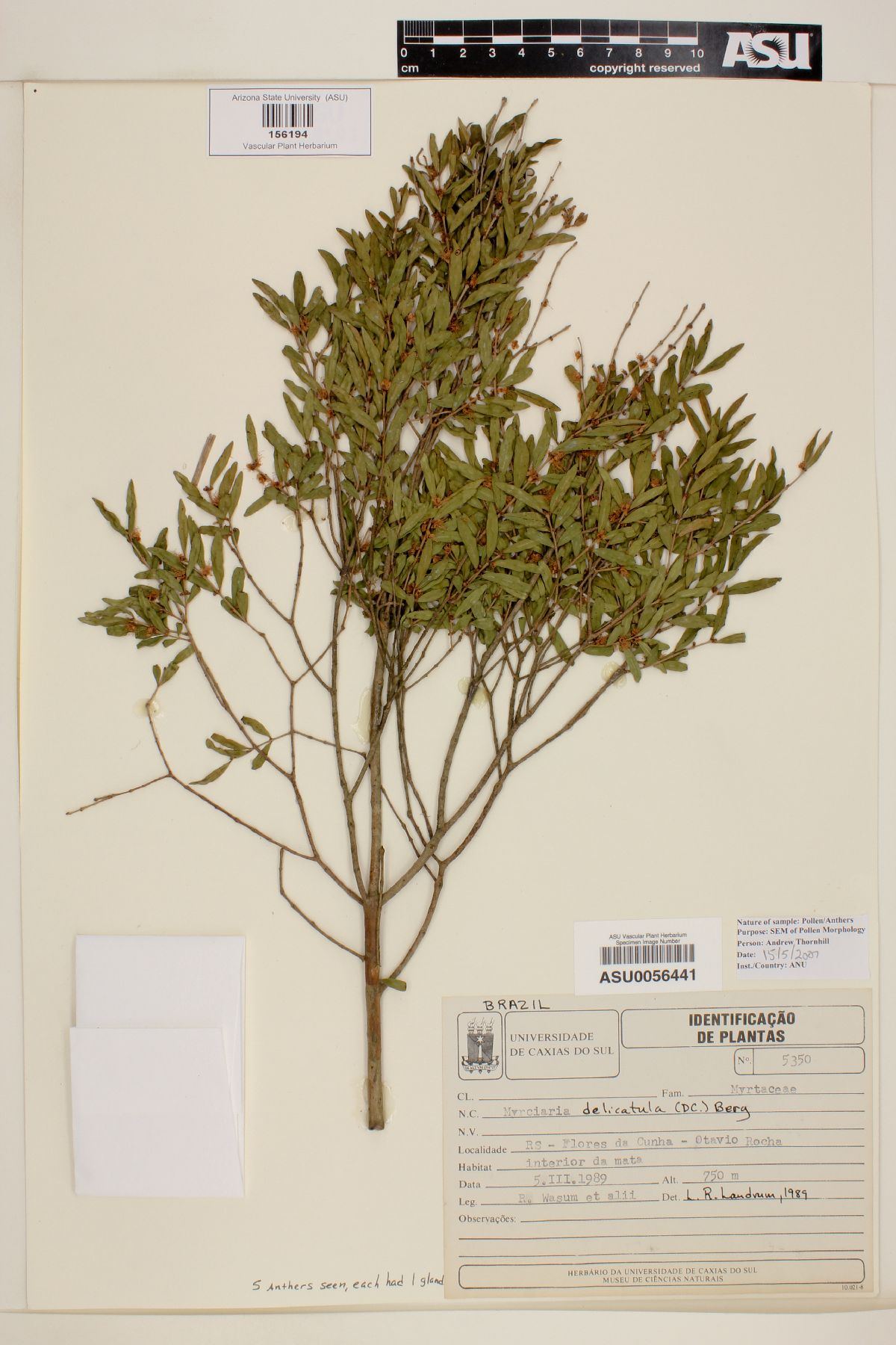 Myrciaria delicatula image