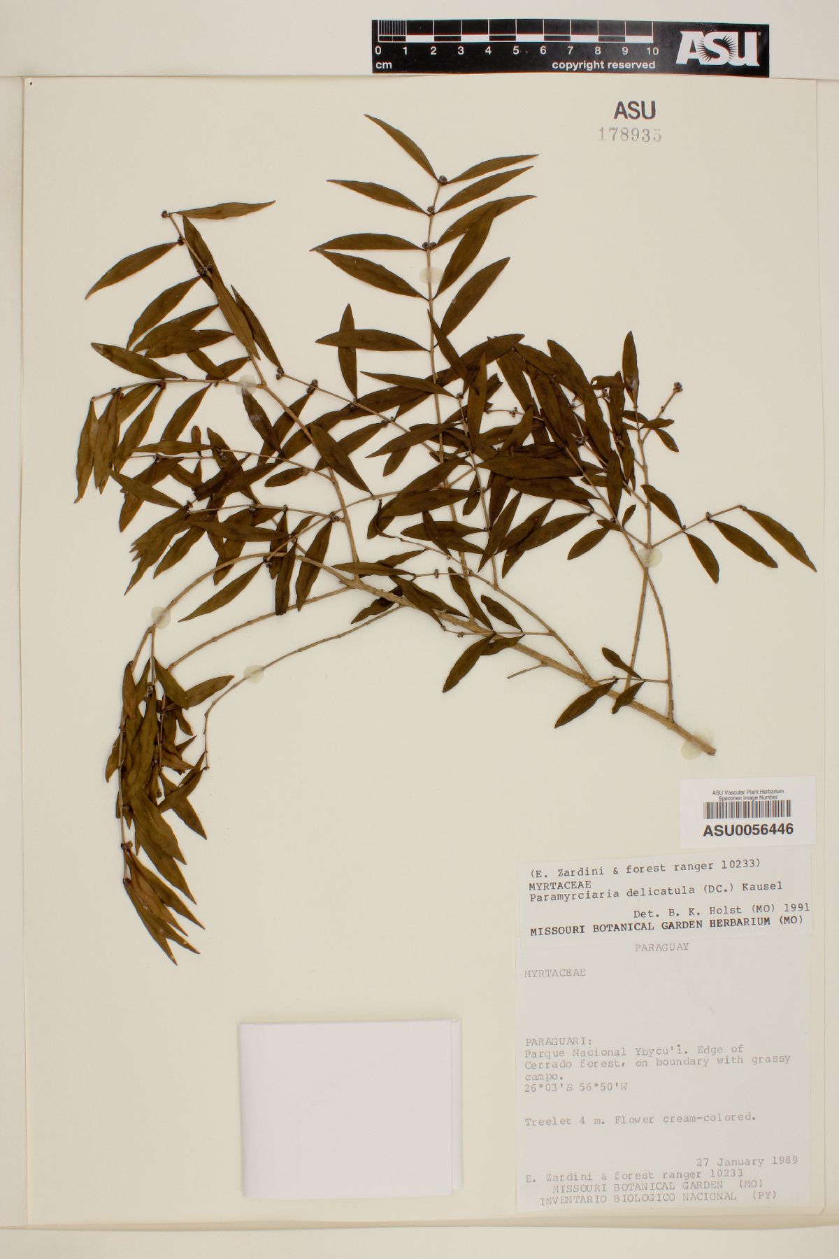Myrciaria delicatula image