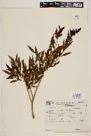 Myrciaria delicatula image