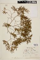 Myrciaria delicatula image