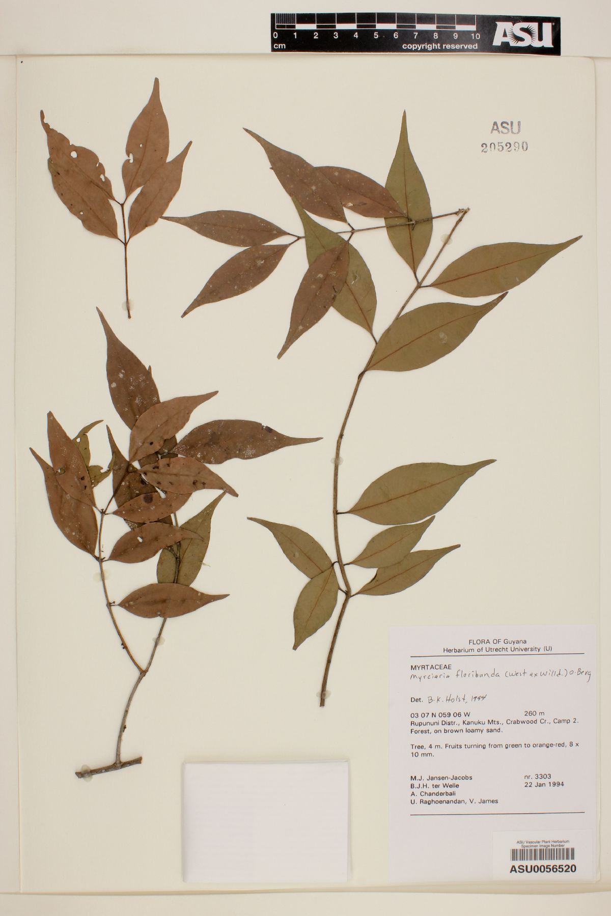 Myrciaria floribunda image