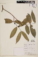 Myrciaria paraensis image